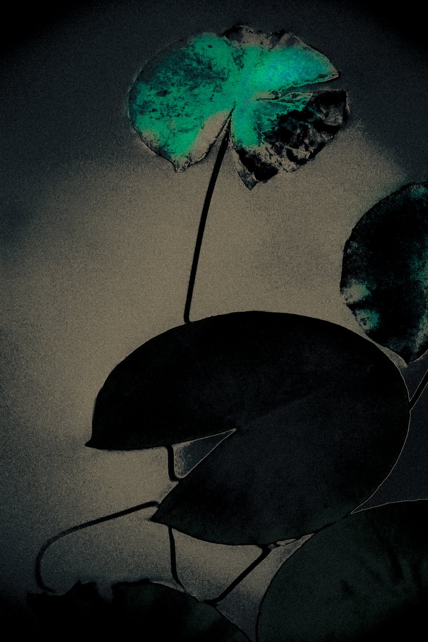 زمرد الربيع، من سلسلة الربيع، 2020 (صورة فوتوغرافية أعيد رسمها يدوياً) بواسطة أغنية أليس جور