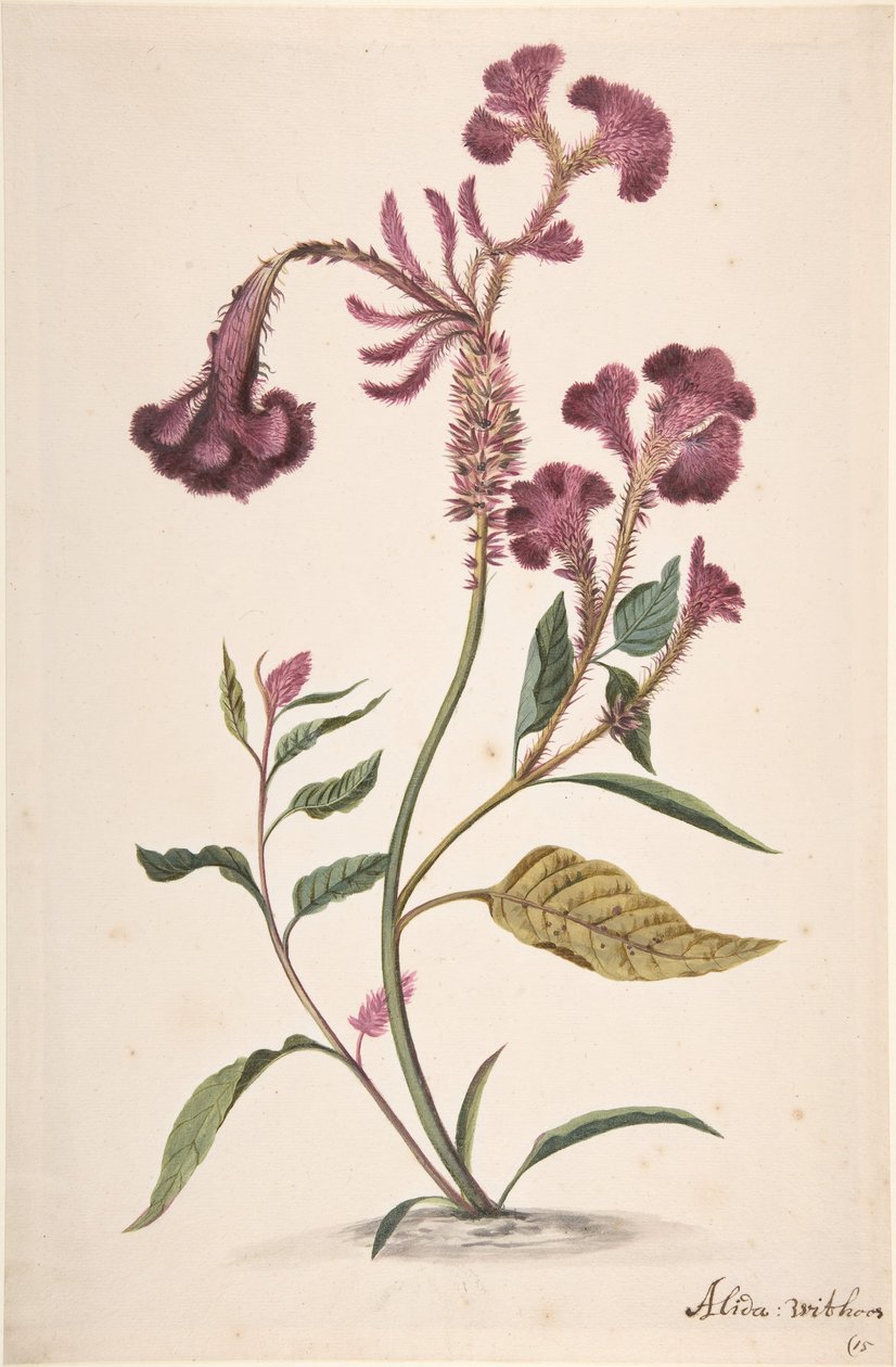 دراسة من Hanekam Celosia argentea ، بدون تاريخ. بواسطة أليدا ويثوس