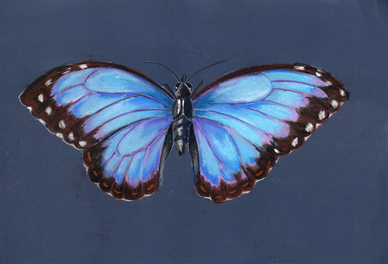 Blue Morpho Butterfly، 2019 (باستيل) بواسطة أليسون كوبر