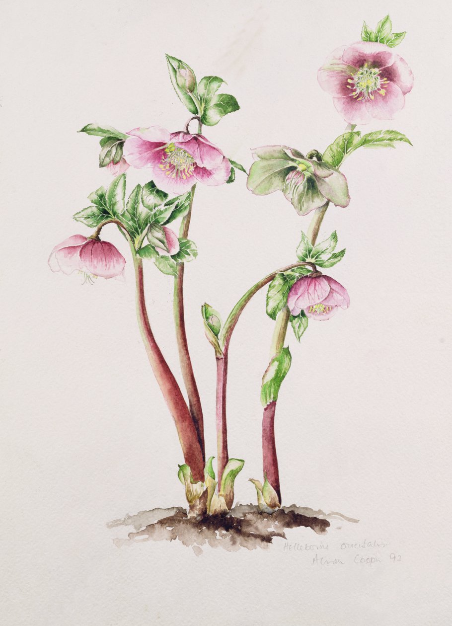 Lenten Rose: Helleborus orientalis (ألوان مائية) بواسطة أليسون كوبر
