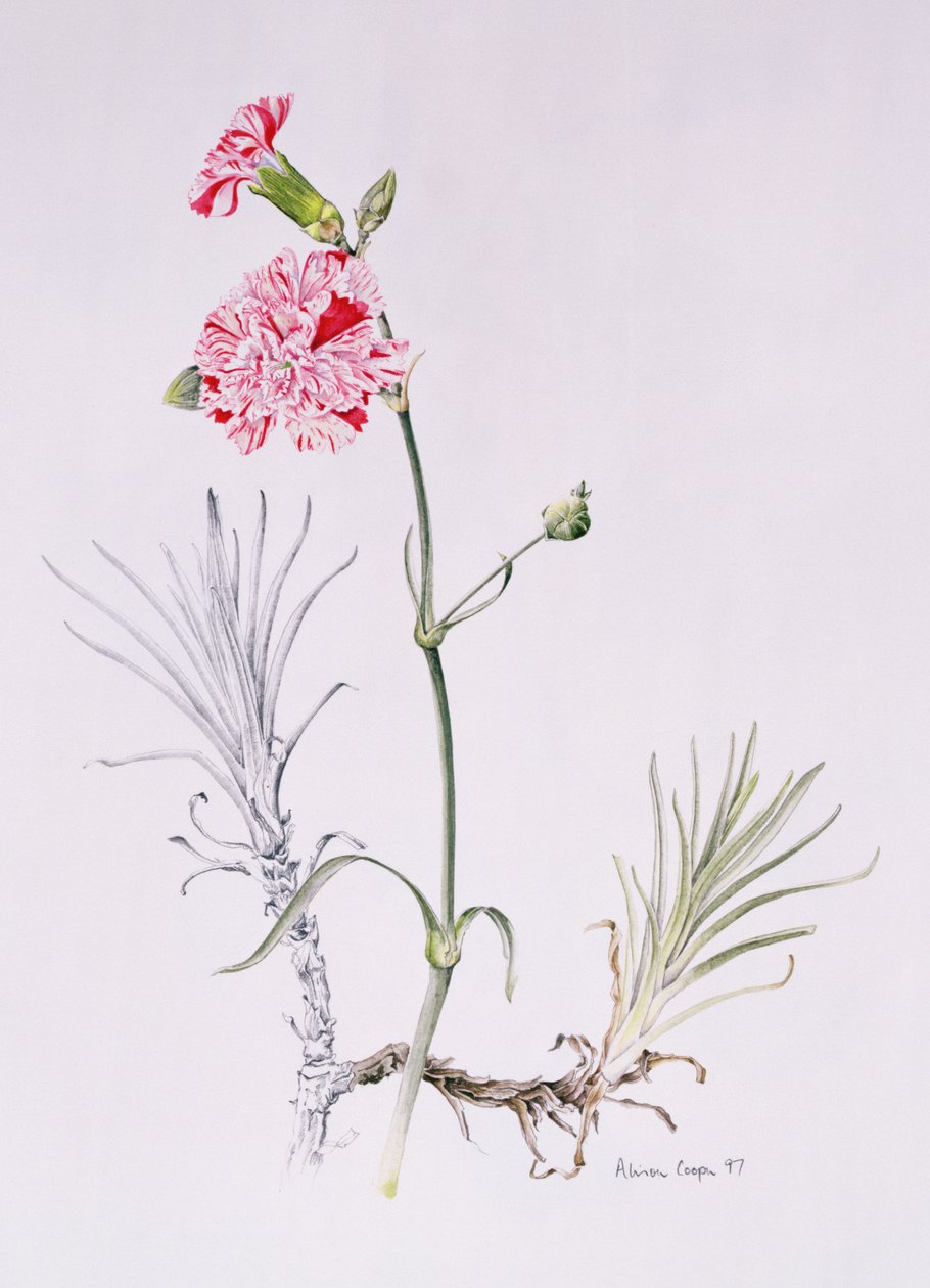 مجموعة متنوعة من Dianthus ، 1997 (مرحاض على ورق) بواسطة أليسون كوبر