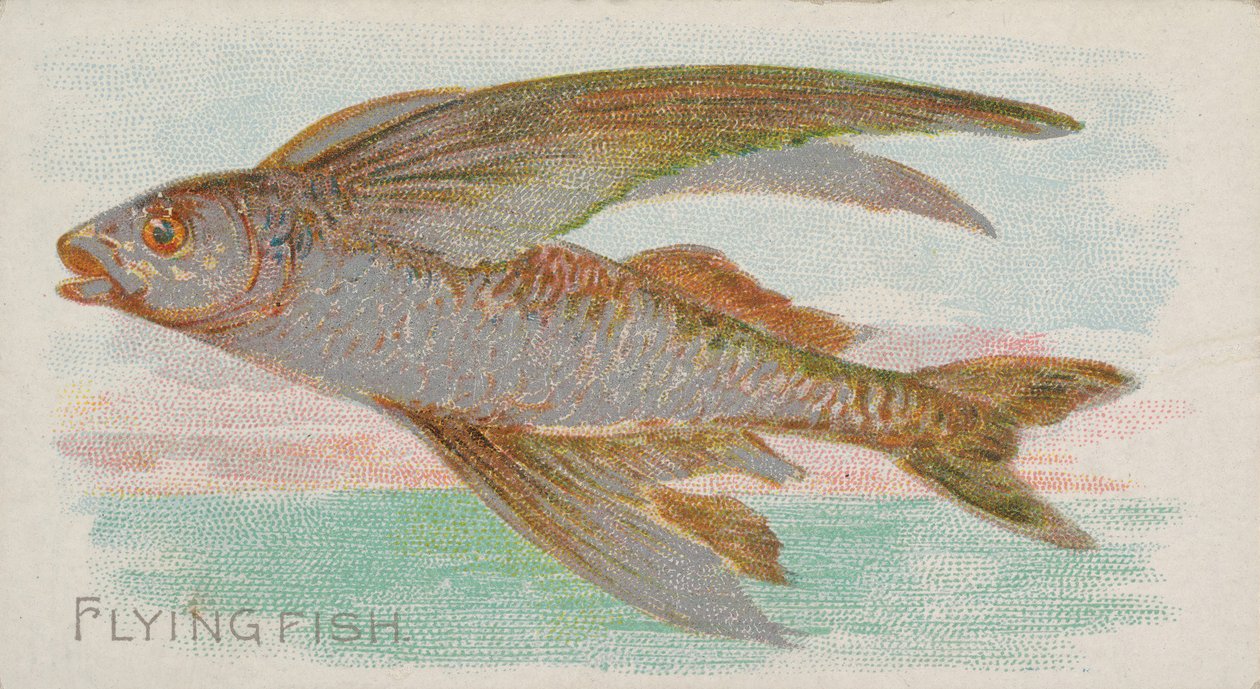 Flying Fish ، من The Fish from American Waters series N8 for Allen & Ginter Cigarettes ... ، 1889. بواسطة ألين وجينتر