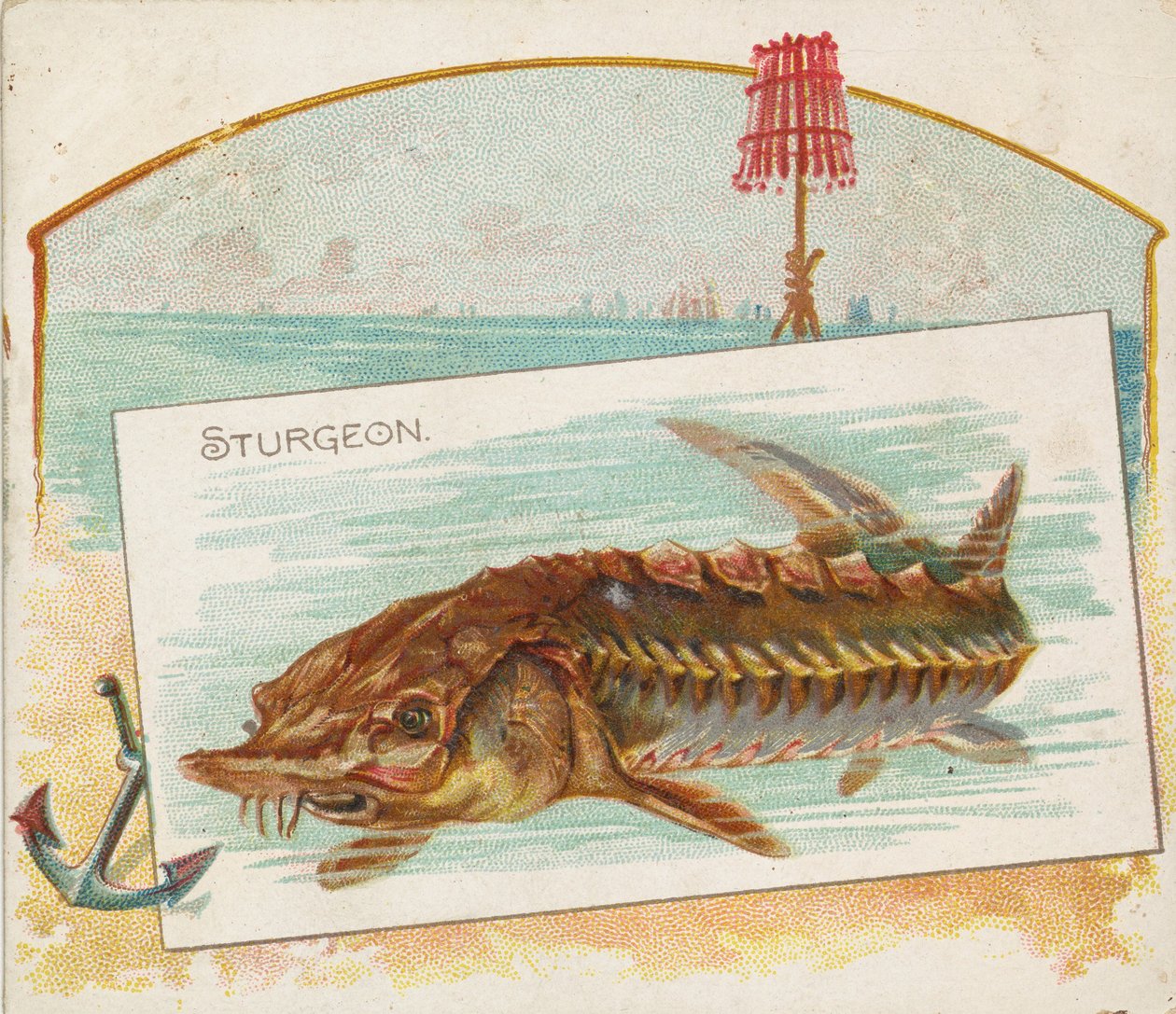 سمك الحفش ، من الأسماك من سلسلة American Waters N39 لـ Allen & Ginter Cigarettes ، 1889. بواسطة ألين وجينتر
