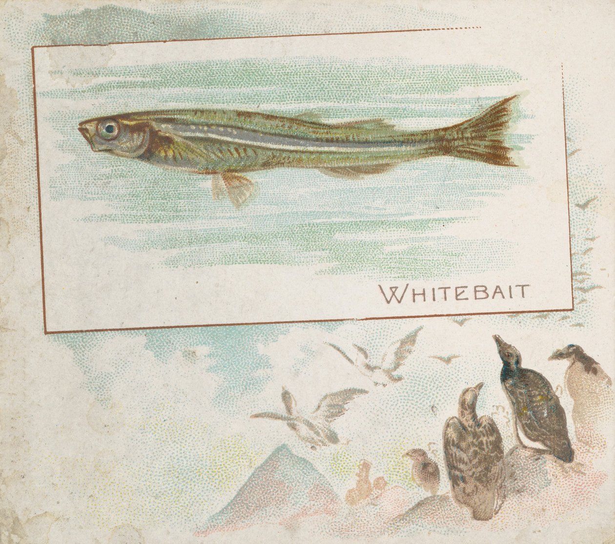 Whitebait ، من Fish من American Waters series N39 لـ Allen & Ginter Cigarettes ، 1889. بواسطة ألين وجينتر