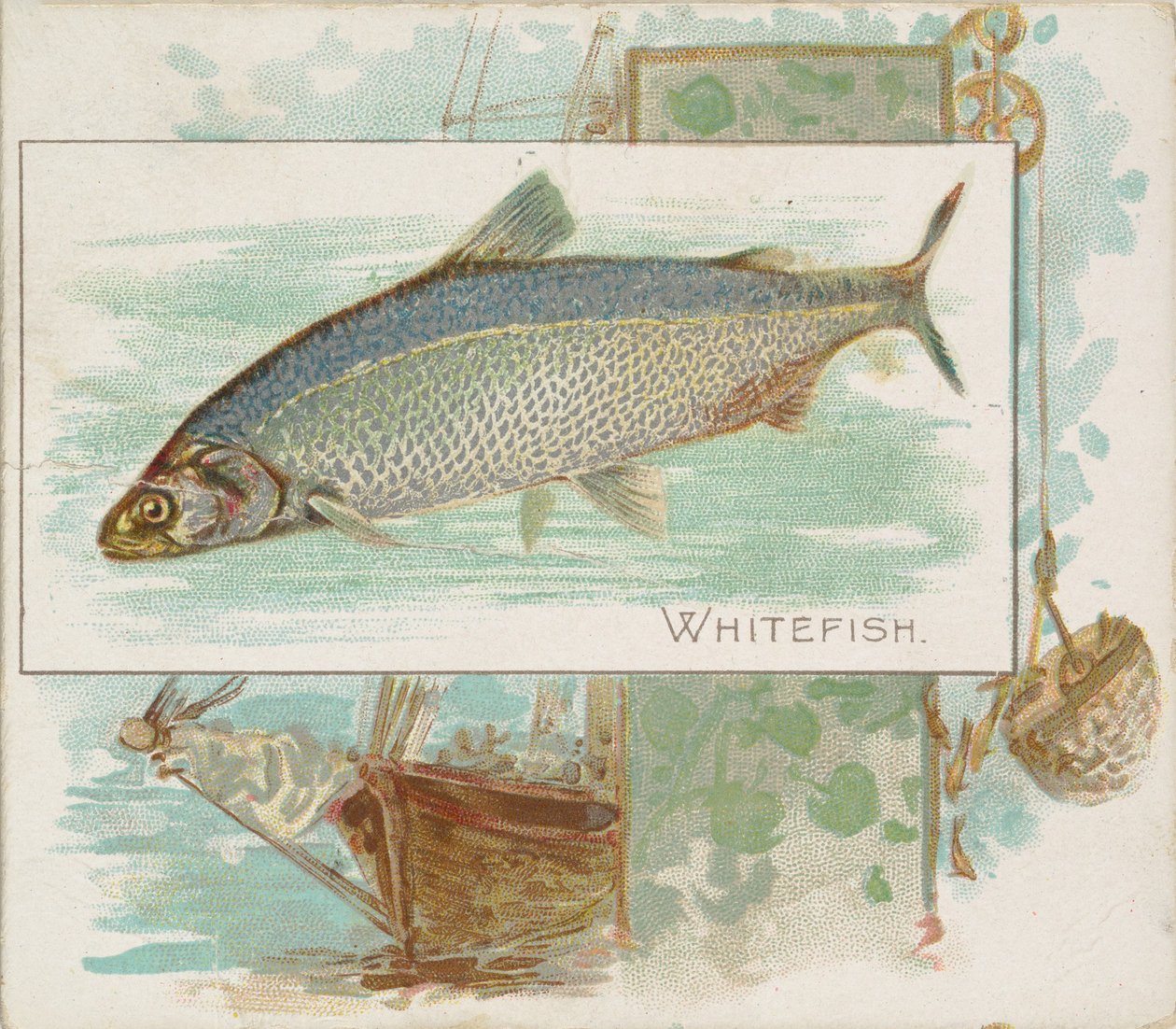 السمك الأبيض ، من الأسماك من سلسلة American Waters N39 لسجائر Allen & Ginter ، 1889. بواسطة ألين وجينتر