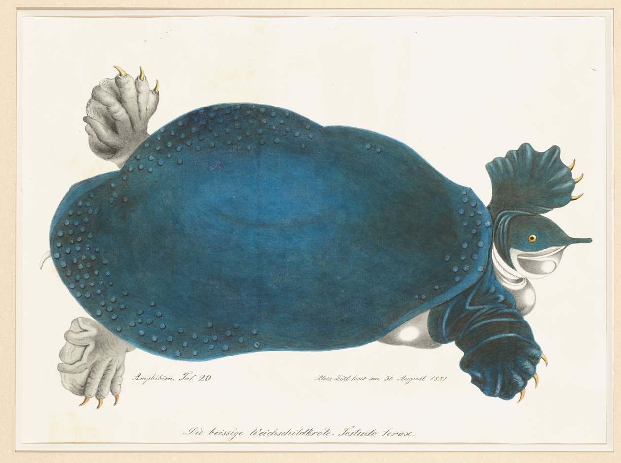 American Softshell Turtle أو Trionyx ، التي كانت تسمى سابقًا Blue Turtle بواسطة الويس زوتل