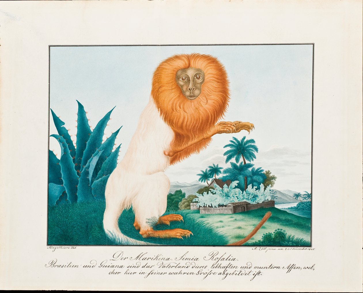 الساكي الأبيض ، 1835 بواسطة الويس زوتل