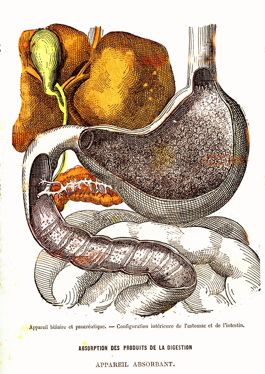 الجهاز الصفراوي والبنكرياس - الحياة الطبيعية والصحة بواسطة J. Rengade-Drawing بواسطة A. Demarle 1881 بواسطة ألفونس ديمارلي