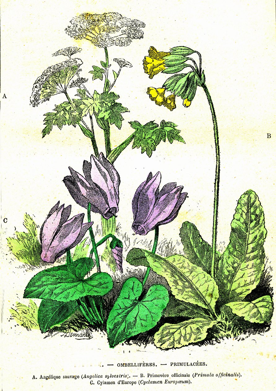 Ombelliferes، Primulacees: الخلق الطبيعي والكائنات الحية. رسم أ. ديمارل. 1885 بواسطة ألفونس ديمارلي