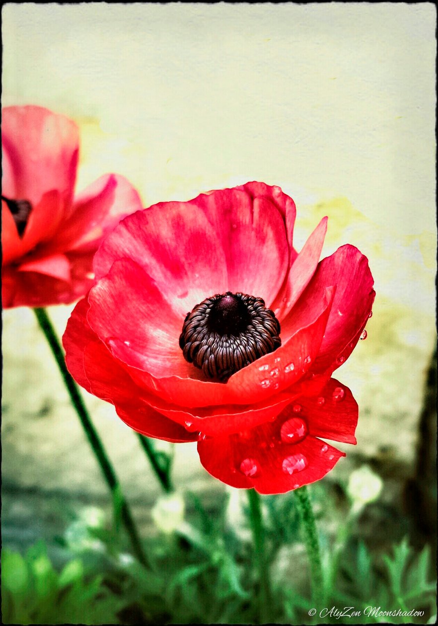 Red Anemone، 2013 (رقم هاتف الوسائط الرقمية المختلطة) بواسطة AlyZen Moonshadow
