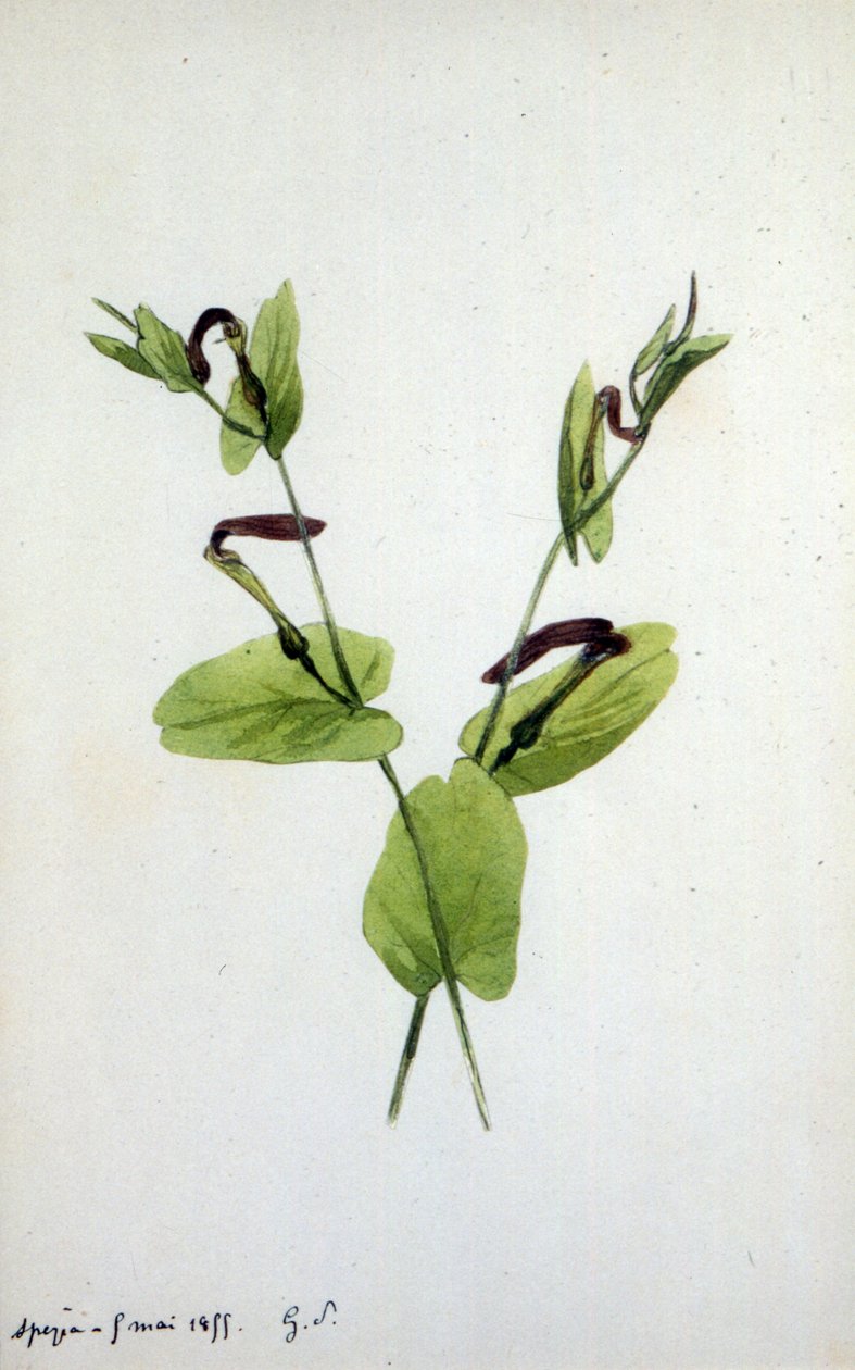 Aristolochia جنس نبات كبير من عائلة Aristolochiaceae (ألوان مائية) بواسطة أمانتين دوبين