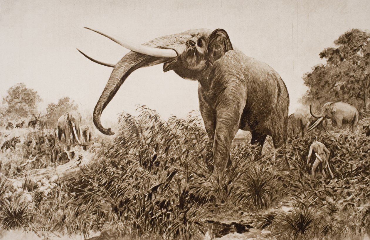 The Chatham Elephant ، رسم توضيحي من "مخطط التاريخ" بقلم HG Wells ، المجلد الأول ، نشر في 1920 (ليثو) بواسطة أميدي فوريستير