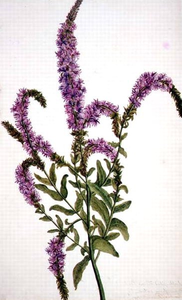 PD.128-1973f.11 عشب الصفصاف الأرجواني المسنن (Epilobium) 1787 (ألوان مائية وغواش) بواسطة أميليا فانكورت