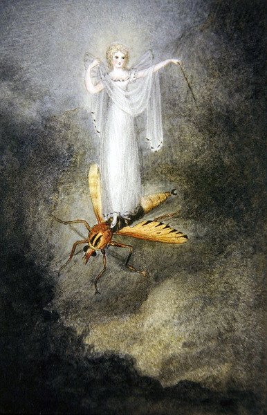 The Moth Fairy ، حوالي عام 1860 (ألوان مائية وقلم وحبر أسود) بواسطة أميليا جين موراي