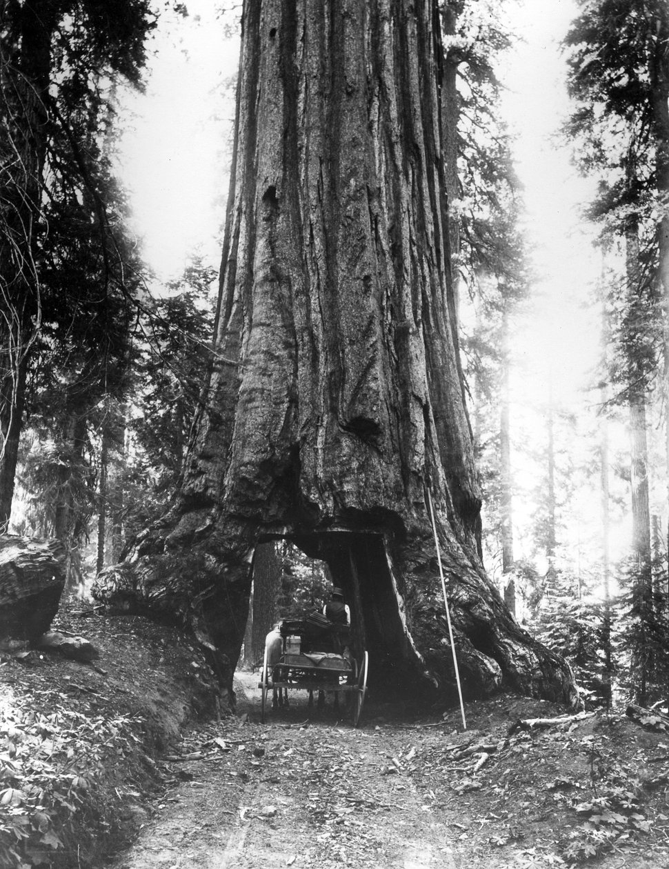 ال Wawona Tunnel Tree في Mariposa Grove ، أواخر القرن التاسع عشر بواسطة مصور أمريكي