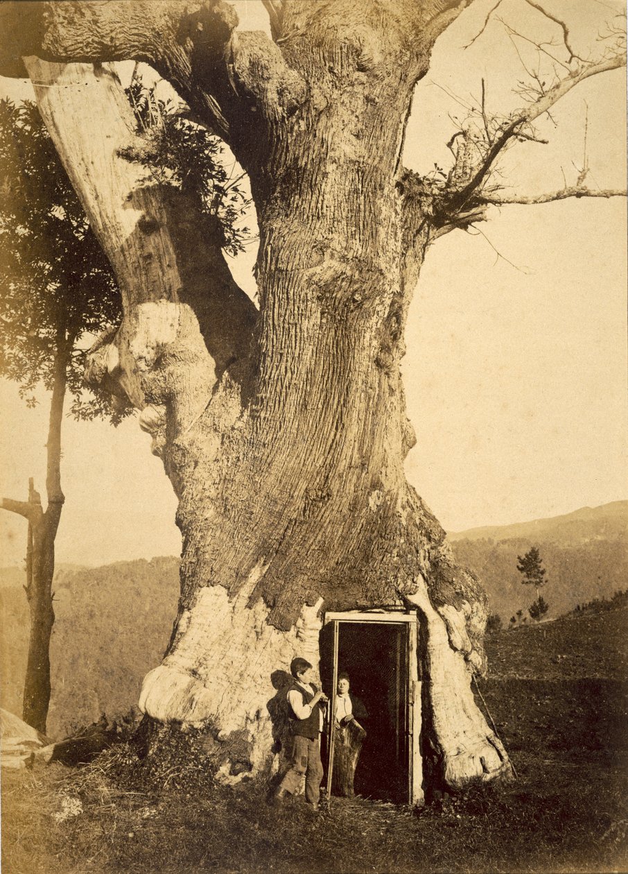صبيان عند مدخل منزل الشجرة ، 1870-80 بواسطة مصور أمريكي