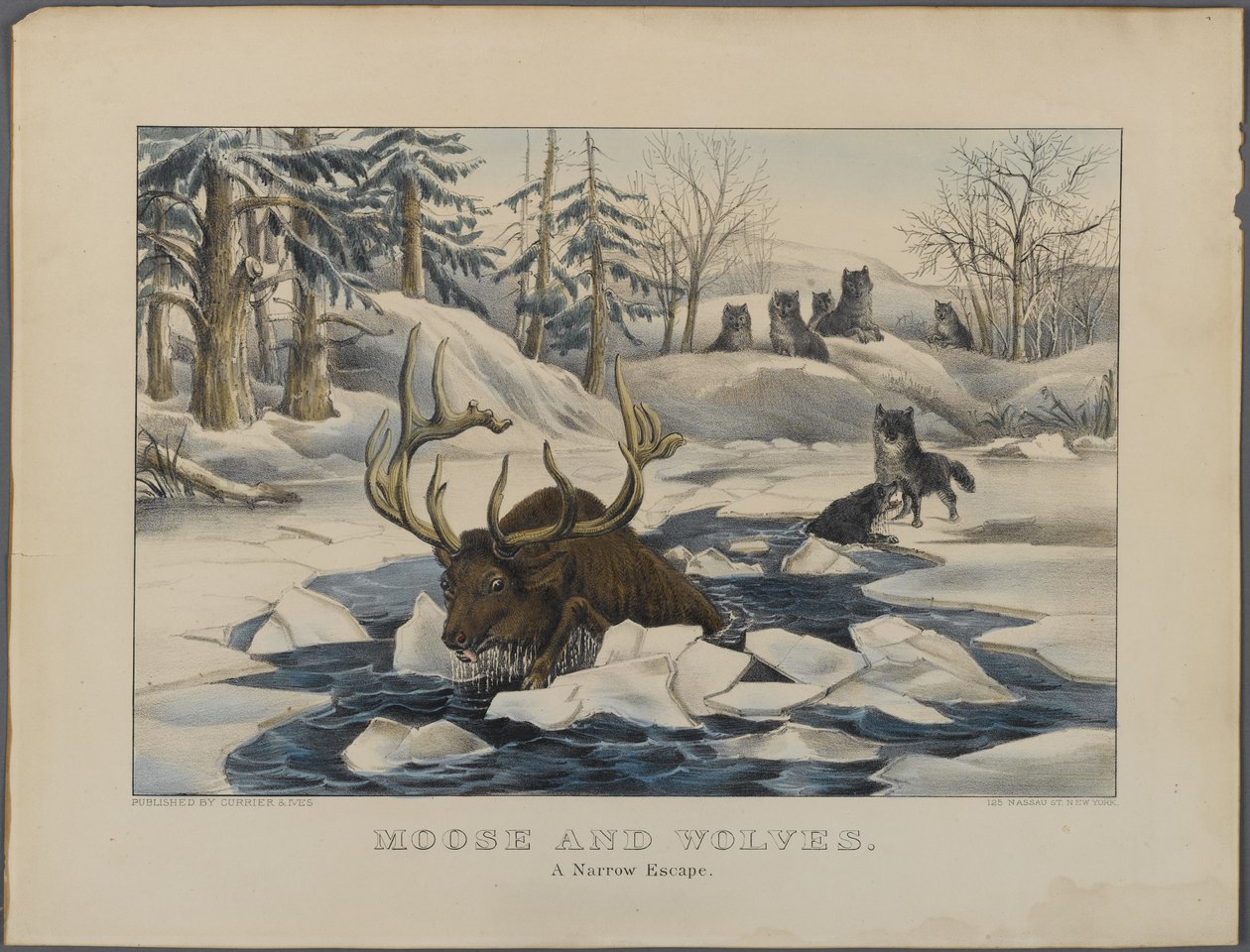 Moose and Wolves، A Narrow Escape ، نشرتها Currier & Ives ، نيويورك (ليثو ملونة باليد) بواسطة المدرسة الأمريكية