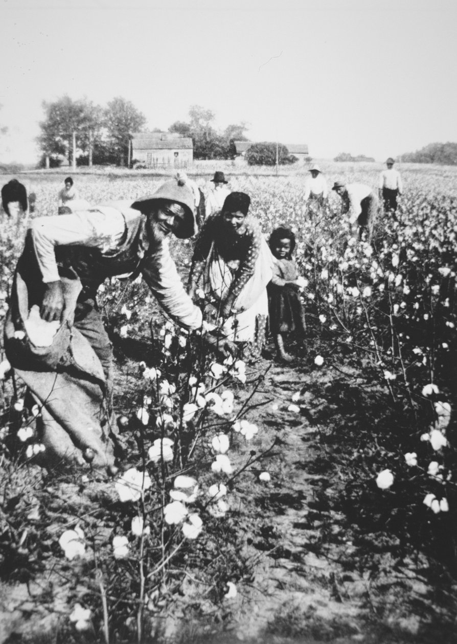 Black cotton pickers, c.1900 (b/w photo) بواسطة مصور أمريكي