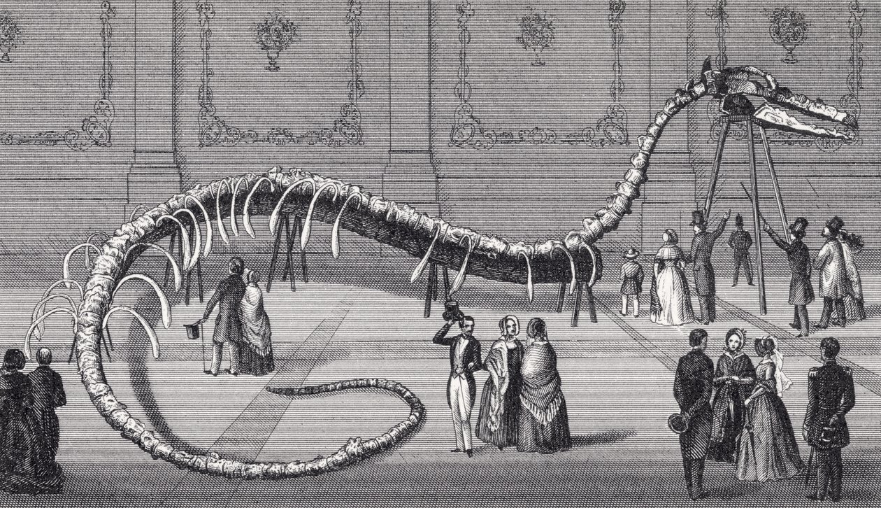 114 قدم هيكل عظمي من ثعبان البحر وهمية &39;Hydrarchos harlani&39; ، c.1845 بواسطة المدرسة الأمريكية