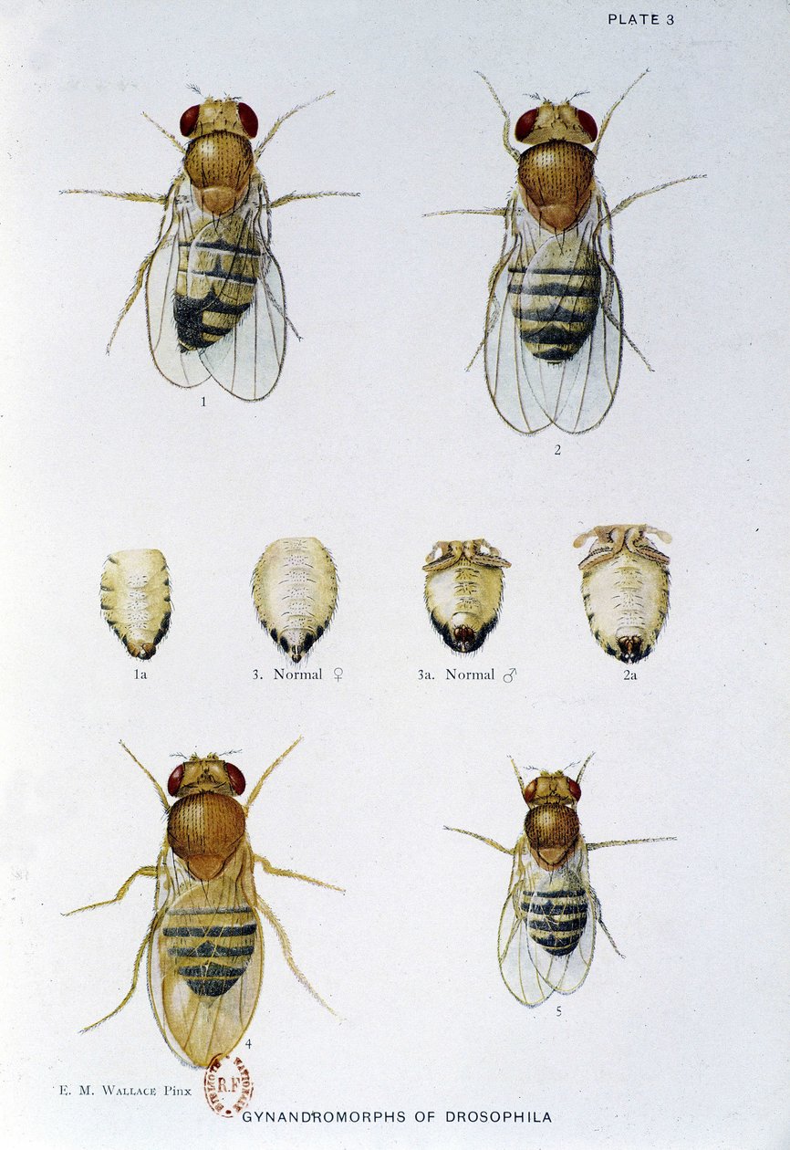 Abeilles - in “” Contributions to the genetics of drosophila melanogaster””, Thomas H. Morgan بواسطة المدرسة الأمريكية
