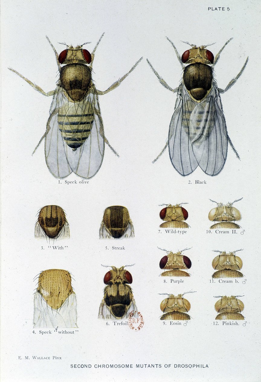 Abeilles - في "" مساهمات في علم الوراثة من drosophila melanogaster "، توماس هـ.مورغان بواسطة المدرسة الأمريكية