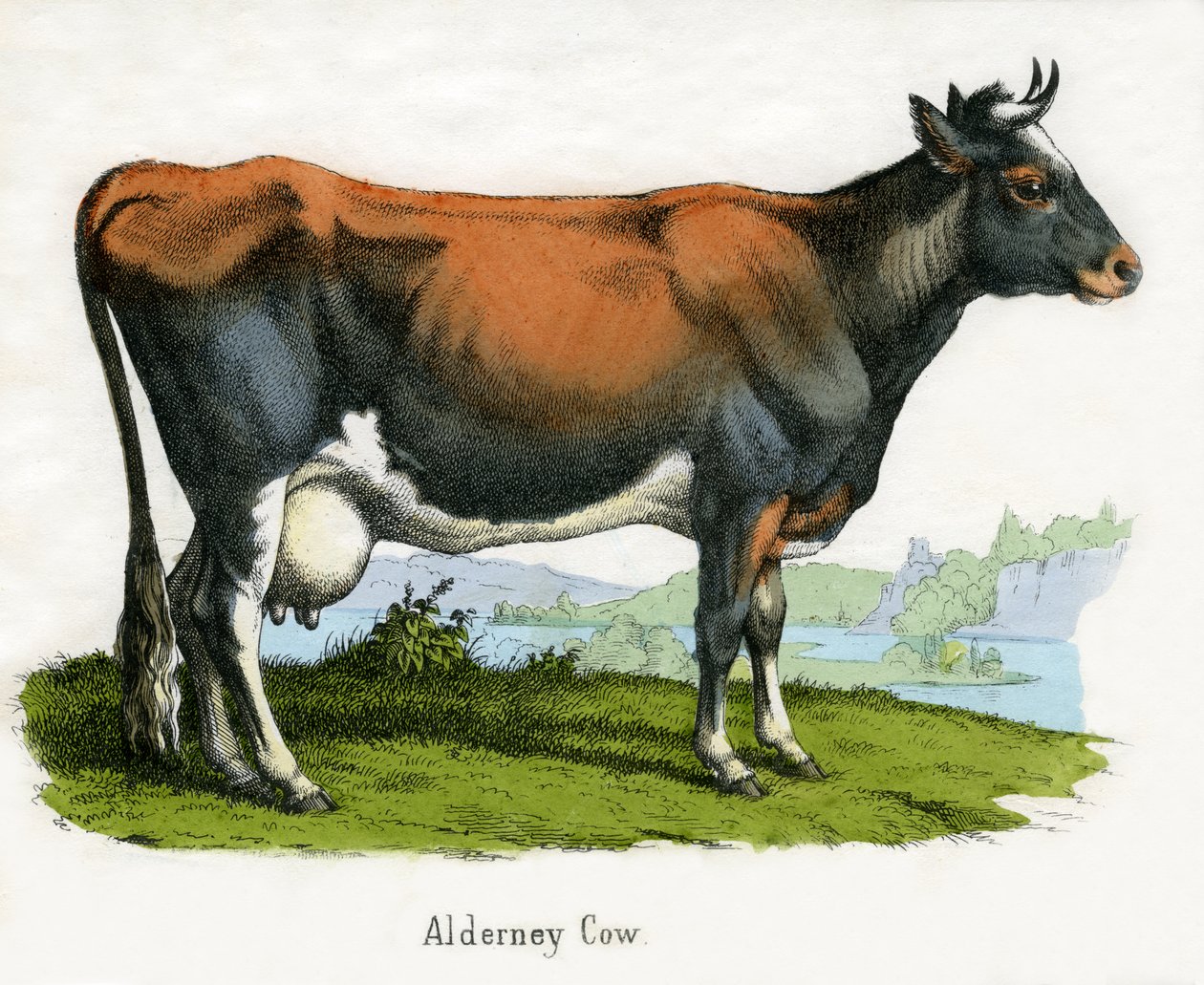 Alderney Cow ، من التاريخ الطبيعي للحيوانات بواسطة المدرسة الأمريكية