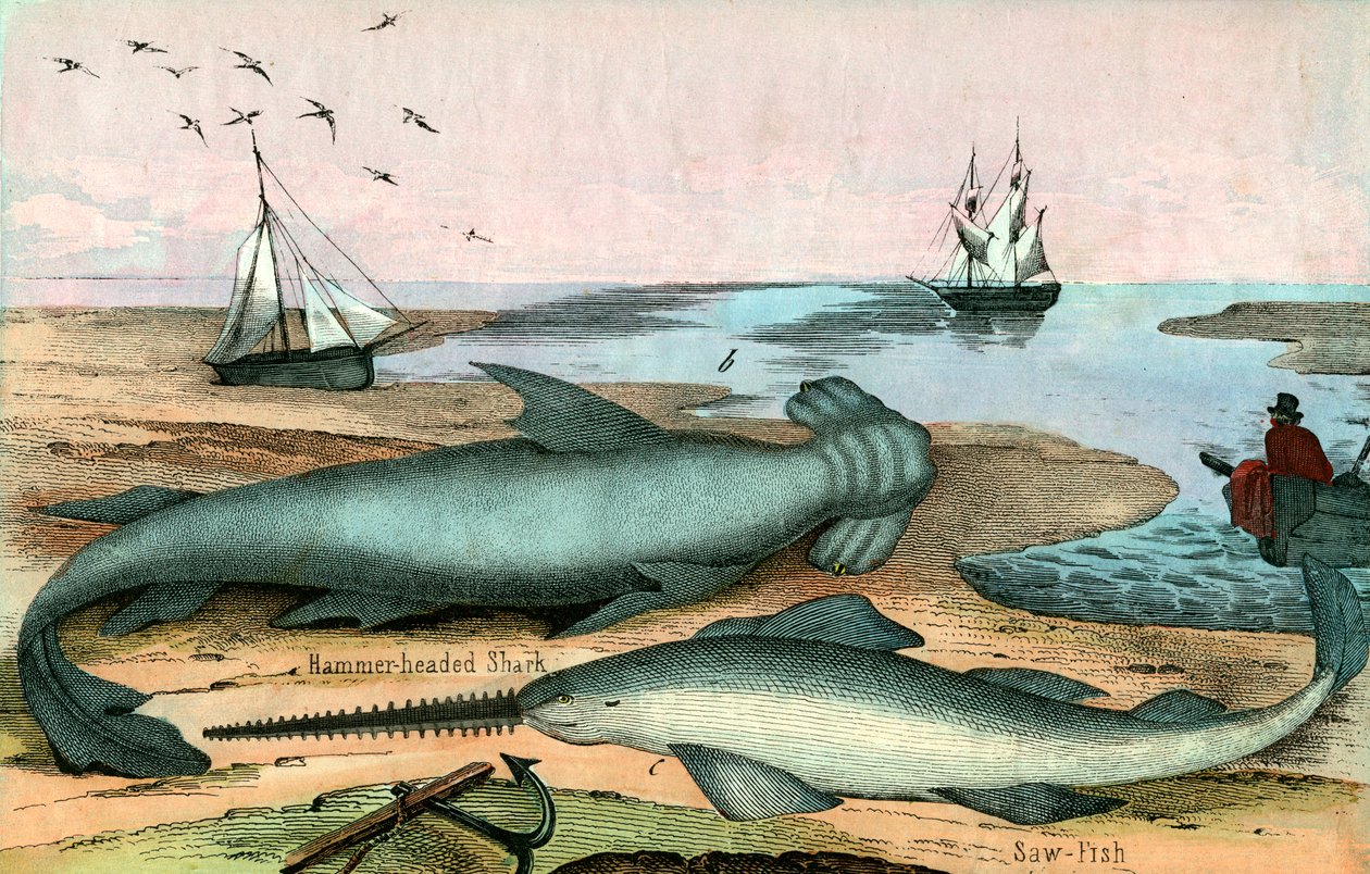 Hammerhead Shark and Sawfish بواسطة المدرسة الأمريكية