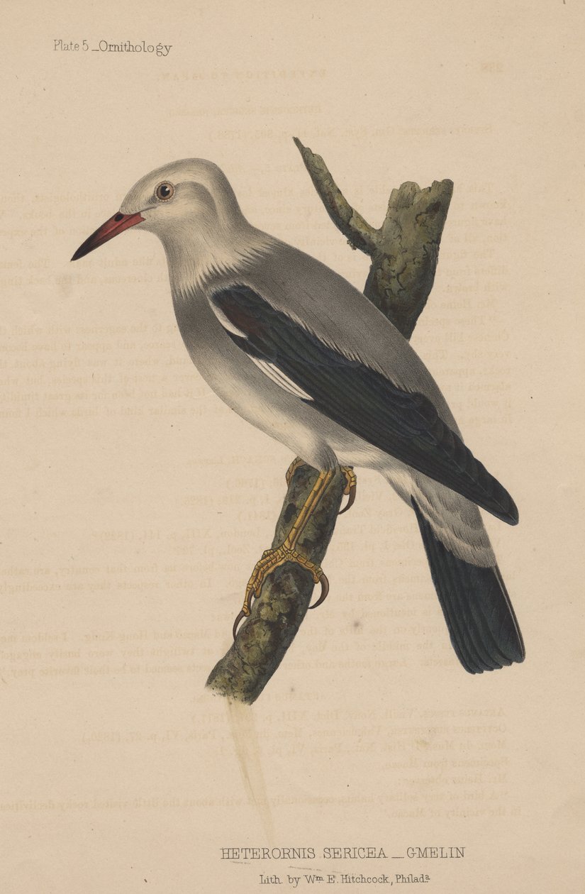 Heterornis Sericea (Gmelin) ، 1855 بواسطة المدرسة الأمريكية