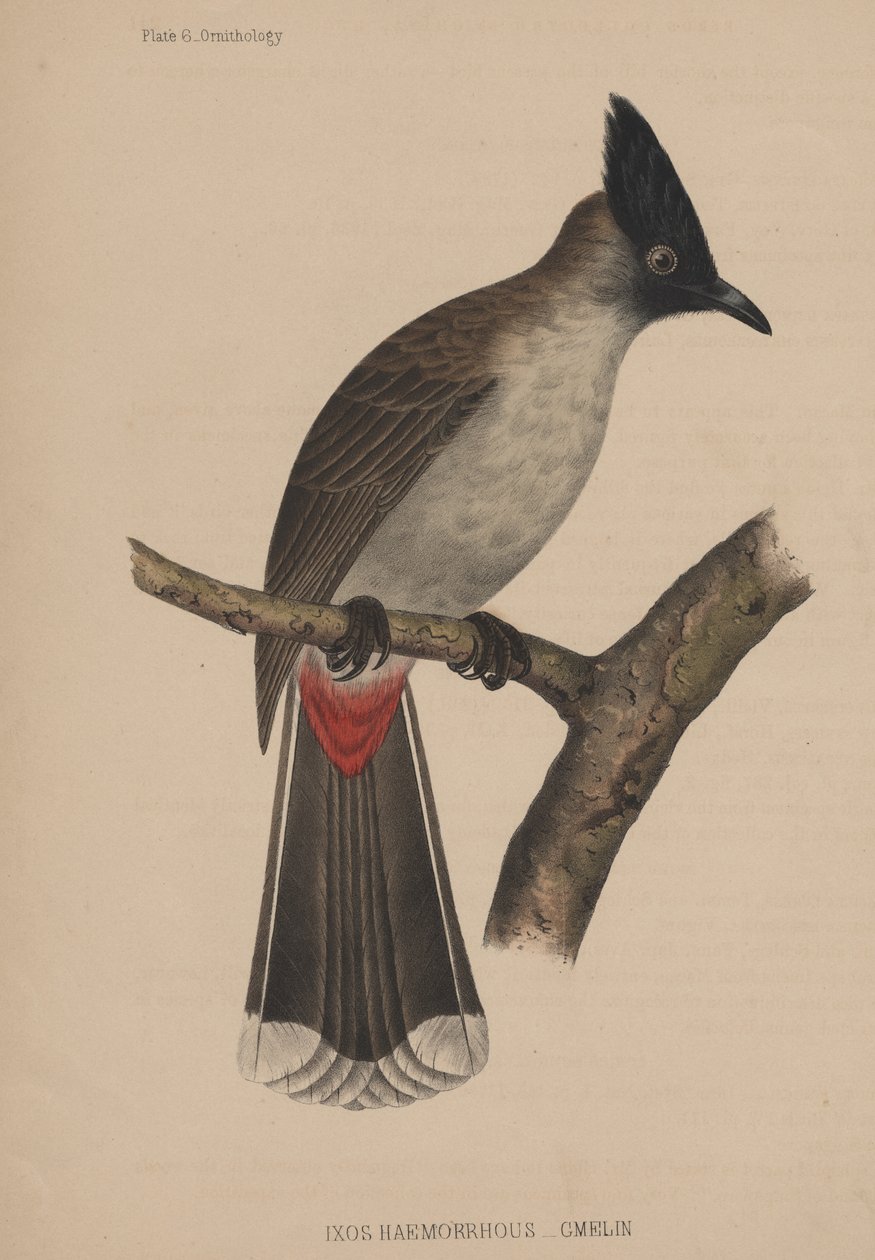 Ixos Haemorrhous (Gmelin) بواسطة المدرسة الأمريكية