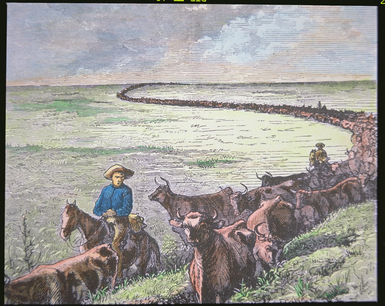 Longhorn cattle drive from Texas to Abilene, Kansas, c.1870s (colour litho) بواسطة المدرسة الأمريكية