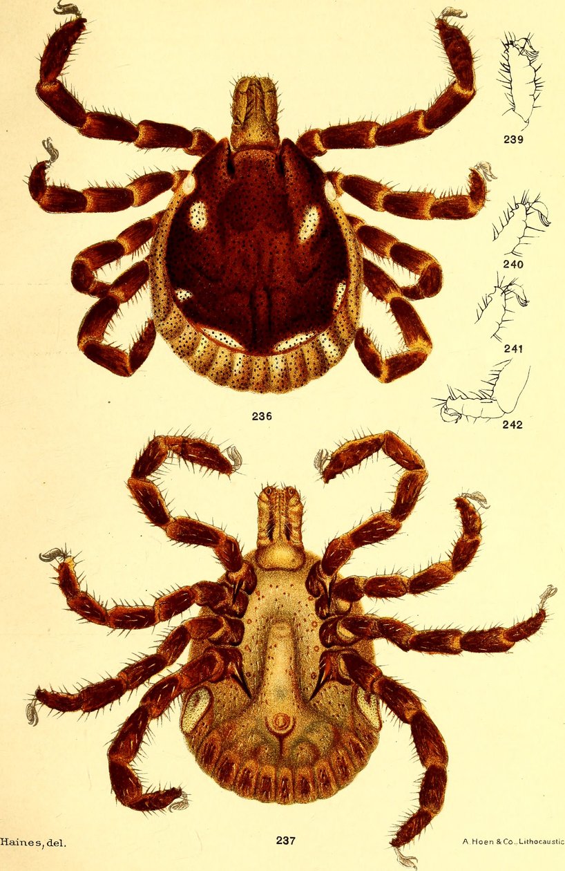 ذكر Ablyomma Americanum ، رسم توضيحي من "Cattle ticks (Ixodoidea) من الولايات المتحدة" بقلم دي سالمون وتشارلز واردل بواسطة المدرسة الأمريكية