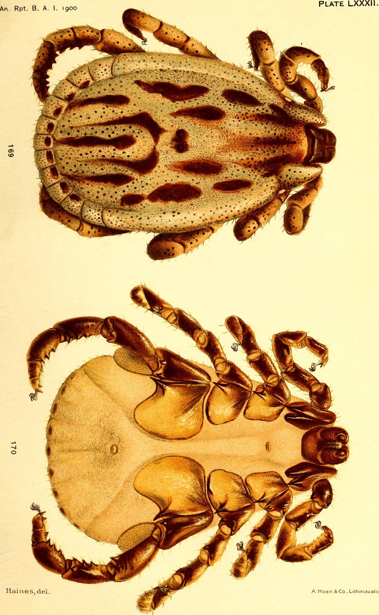 ذكر Dermacentor reticulatus ، رسم توضيحي من "قراد الماشية (Ixodoidea) في الولايات المتحدة" بواسطة المدرسة الأمريكية