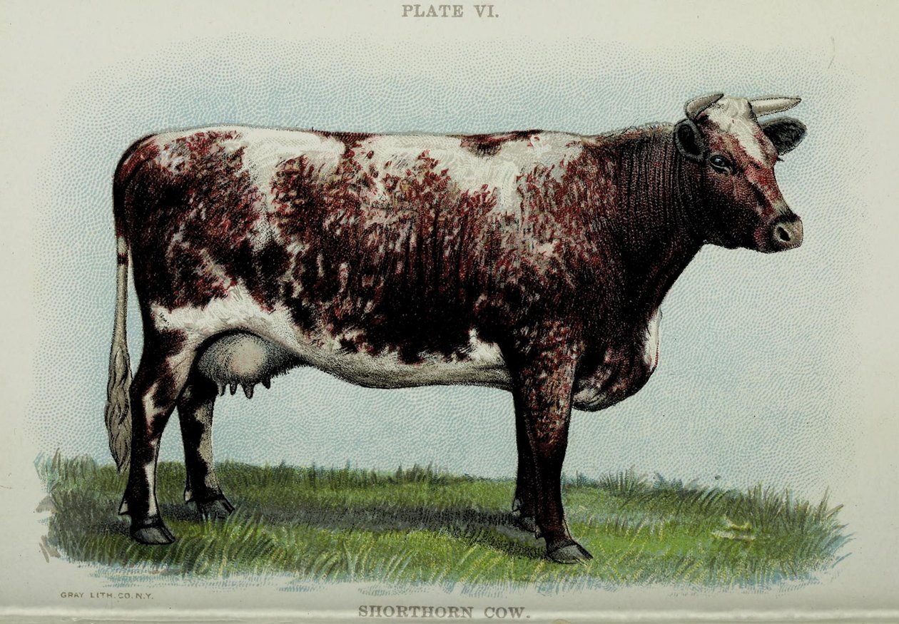 بقرة شورتورن ، من "Biggle Cow Book" لجاكوب بيغل ، 1898 بواسطة المدرسة الأمريكية