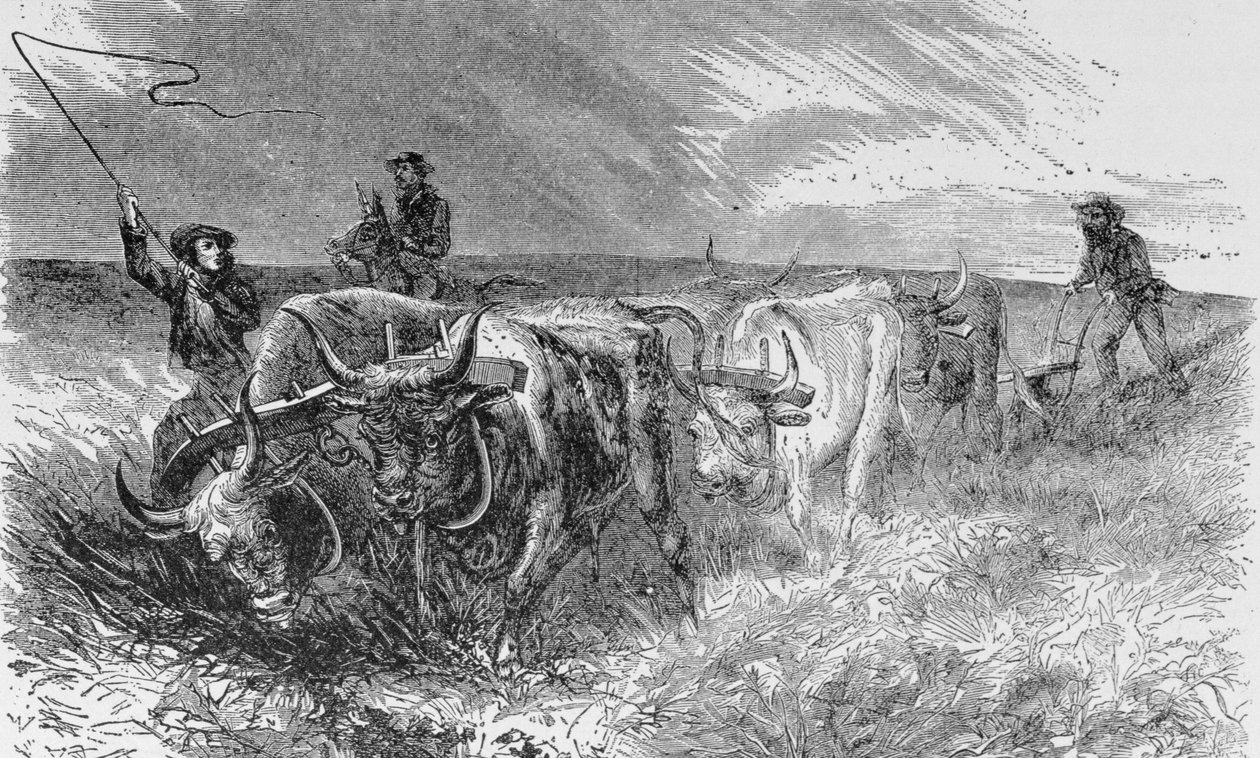 The Prairie Sod Plow ، رسم توضيحي من "Harper&39;s Weekly" ، 1868 ، من "Pageant of America ، Vol.3" ، بقلم رالف هنري غابرييل ، 1926 بواسطة المدرسة الأمريكية