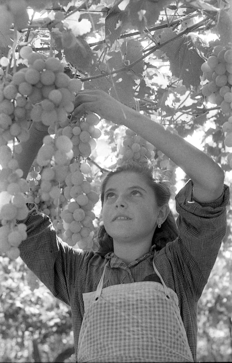 العنب المرّ - البيرغولونا الصغير جداً بواسطة 