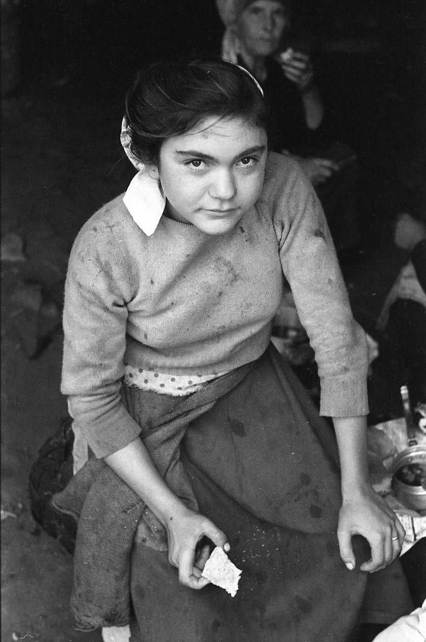 محصول الزيتون الصغير بواسطة 