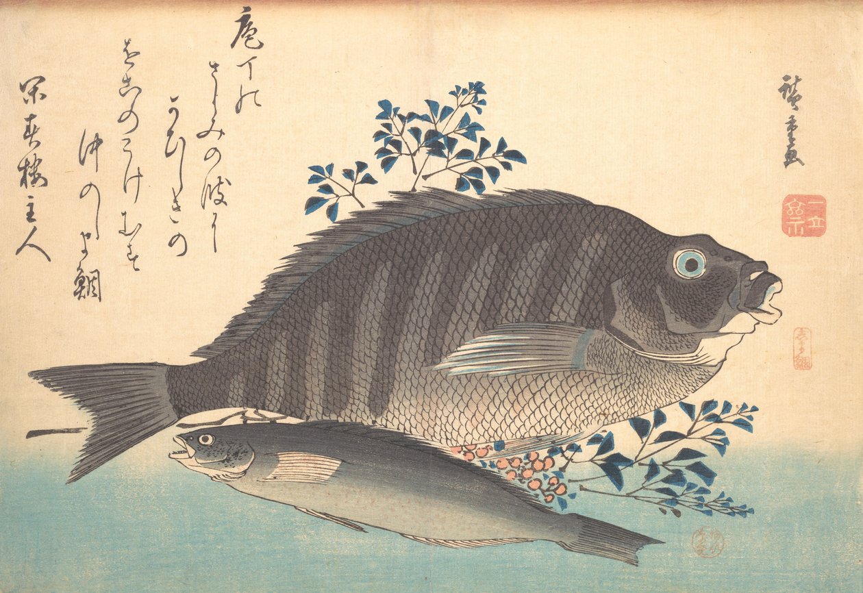Shimadai و Ainame Fish ، من سلسلة Uozukushi Every Variety of Fish ، أربعينيات القرن التاسع عشر ، أربعينيات القرن التاسع عشر. بواسطة أندو هيروشيغه