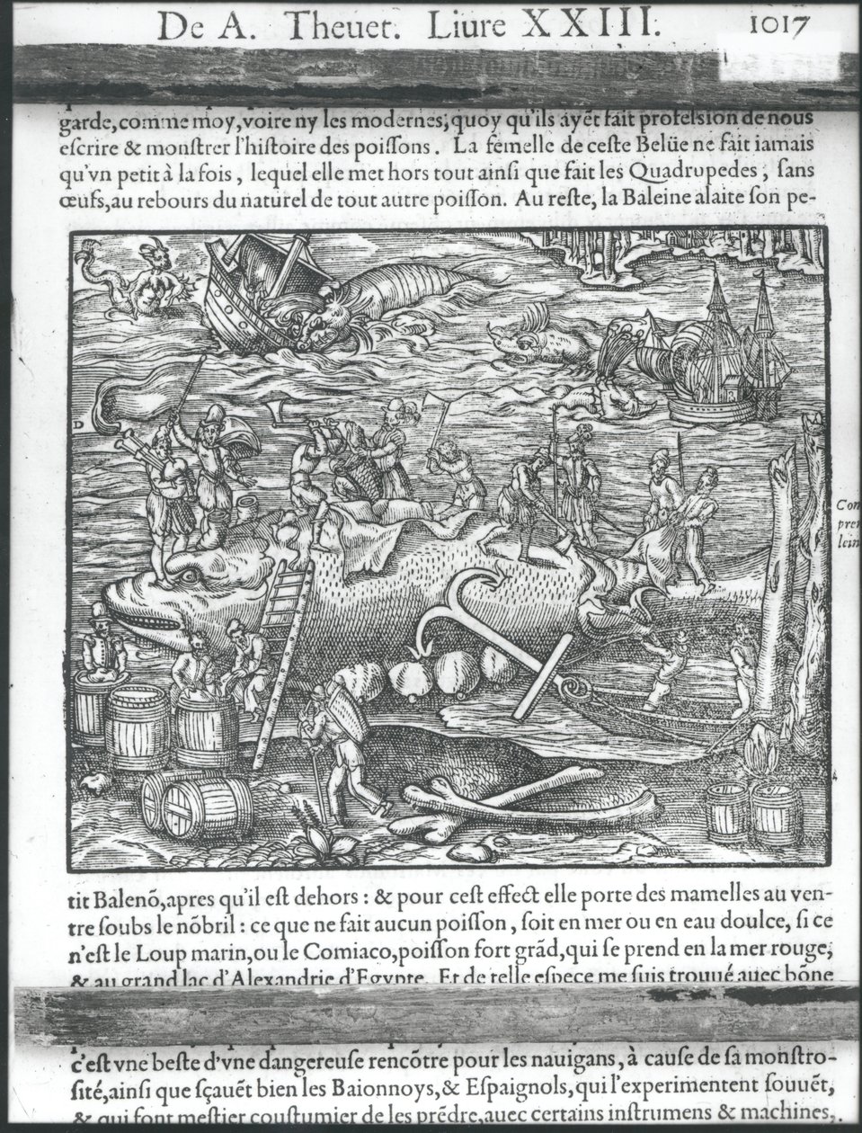 ربط حوت من "Cosmographie universelle" بقلم أندريه ثيفت ، 1575 بواسطة أندريه ثيفت