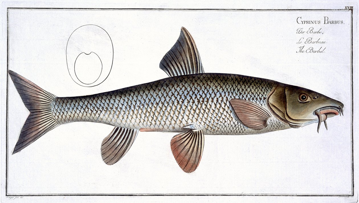 لوحة Barbel (Cyprinus Barbus) XVIII من "علم الأسماك ، أو التاريخ الطبيعي العام والخاص للأسماك" ، بقلم ماركوس إليسر بلوخ (1723-1997) ، منقوش بواسطة Gabriel Bodenehr (1673-1766) ، عام بواسطة أندرو لودفيج كروجر