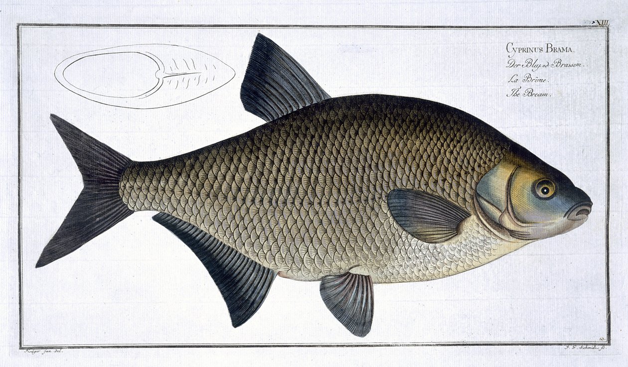 لوحة Bream (Cyprinus Brama) XIII من "علم الأسماك ، أو التاريخ الطبيعي العام والخاص للأسماك" ، بقلم ماركوس إليسر بلوخ (1723-1997) ، منقوش بواسطة Gabriel Bodenehr (1673-1766) ، publishe بواسطة أندرو لودفيج كروجر