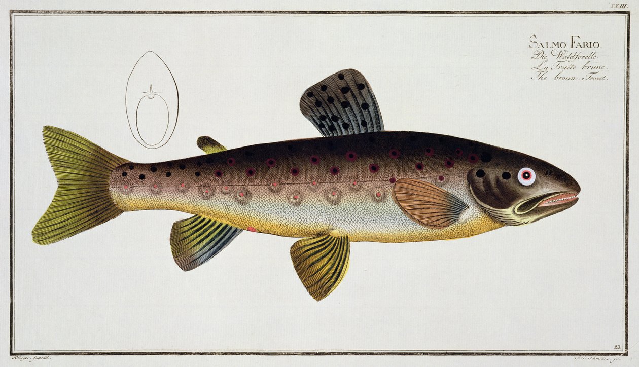 صفيحة التراوت البني (Salmo Iasustris) لوحة XXIII من "علم الأسماك ، أو التاريخ الطبيعي العام والخاص للأسماك" ، بقلم ماركوس إليسر بلوخ (1723-1997) ، نقشها غابرييل بودنهر (1673-1766) ، بواسطة أندرو لودفيج كروجر