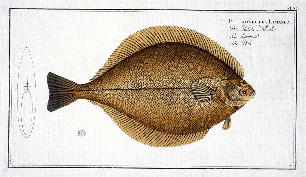 لوحة Dab (Pleuronectes Limanda) رقم XLVI من "علم الأسماك ، أو التاريخ الطبيعي العام والخاص للأسماك" ، بقلم ماركوس إليسر بلوخ (1723-1997) ، منقوش بواسطة Gabriel Bodenehr (1673-1766) ، publ بواسطة أندرو لودفيج كروجر