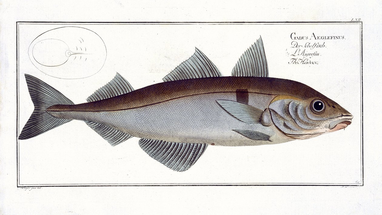 صفيحة الحدوق (Gadus Aeglefinus) LXII من كتاب "علم الأسماك ، أو التاريخ الطبيعي العام والخاص للأسماك" ، بقلم ماركوس إليسر بلوخ (1723-1997) ، تم نشره عام 1785-995 بواسطة أندرو لودفيج كروجر