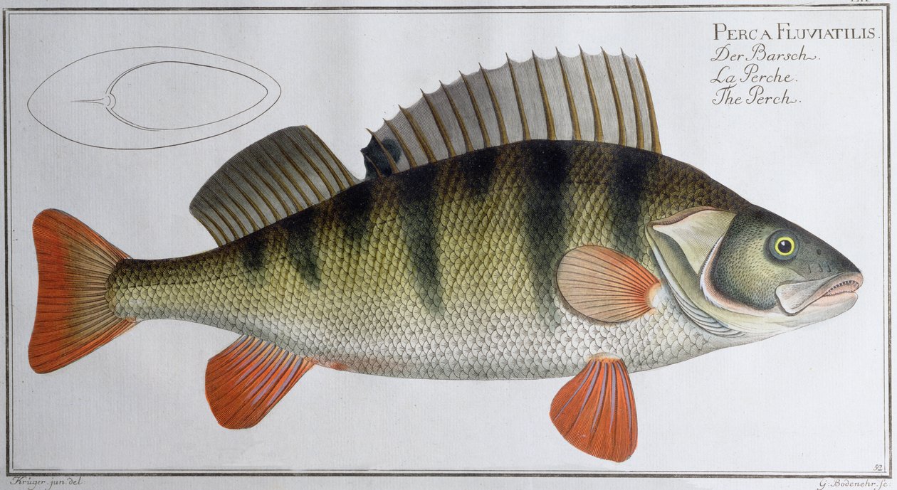 جثم: نشره Black، c.1790 (print) بواسطة أندرو لودفيج كروجر