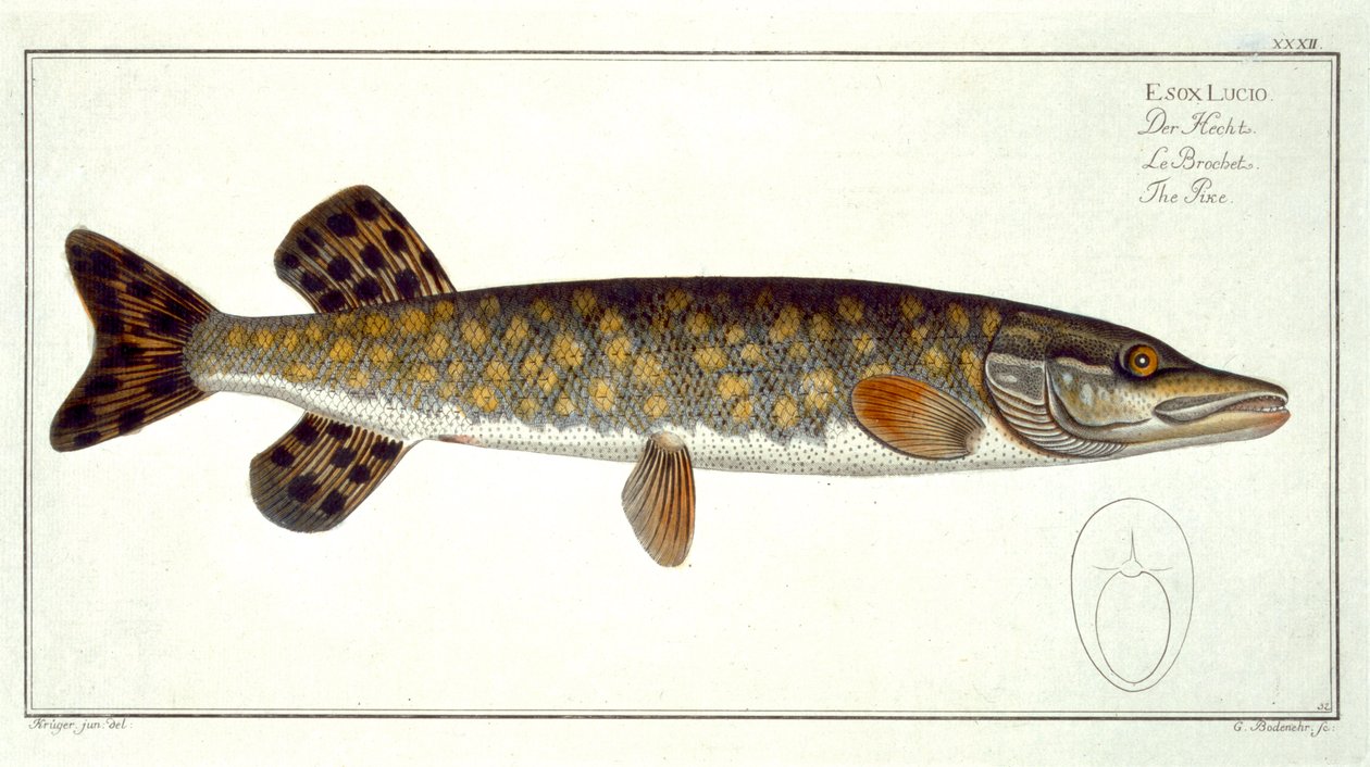 صفيحة بايك (Esox Lucio) رقم 32 من "علم الأسماك ، أو التاريخ الطبيعي العام والخاص للأسماك" ، بقلم ماركوس إليسر بلوخ (1723-1997) ، منقوش بواسطة غابرييل بودنهر (1673-1766) ، تم النشر ج بواسطة أندرو لودفيج كروجر