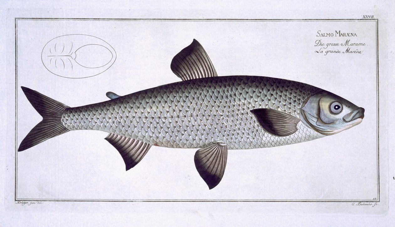 لوحة السلمون (Salmo Maraena) السابعة والعشرون من "علم الأسماك ، أو التاريخ الطبيعي العام والخاص للأسماك" ، بقلم ماركوس إليسر بلوخ (1723-1997) ، منقوش بواسطة غابرييل بودنهر (1673-1766) ، نشر بواسطة أندرو لودفيج كروجر