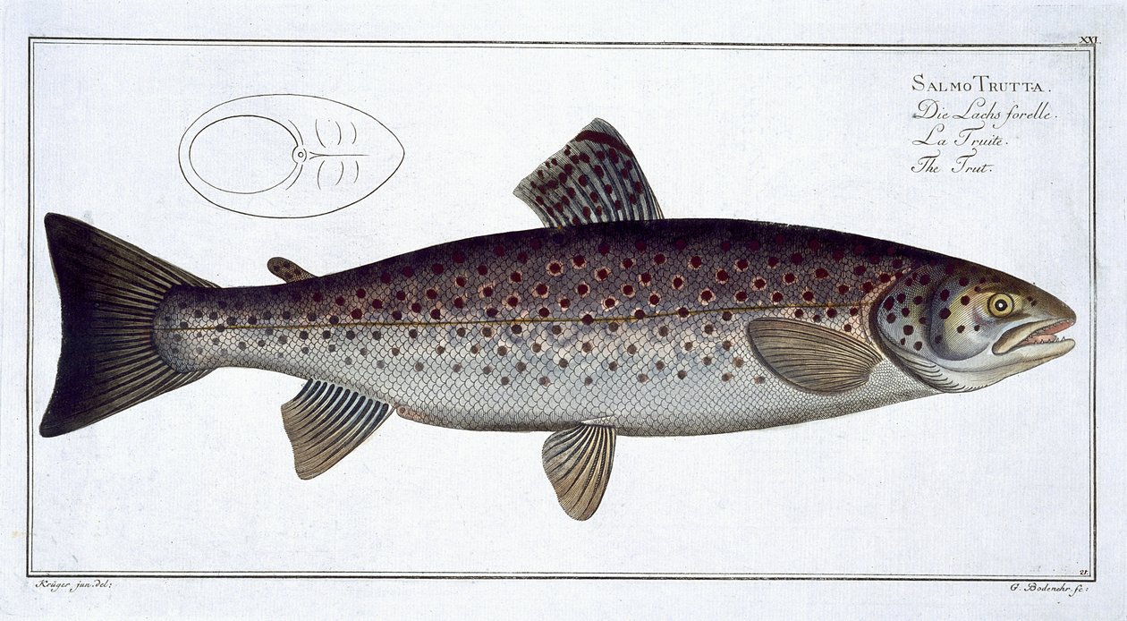 لوحة Sea Trout (Salmo Trutta) XXI من "علم الأسماك ، أو التاريخ الطبيعي العام والخاص للأسماك" ، بقلم ماركوس إليسر بلوخ (1723-1997) ، منقوش بواسطة غابرييل بودنهر (1673-1766) ، نشر بواسطة أندرو لودفيج كروجر