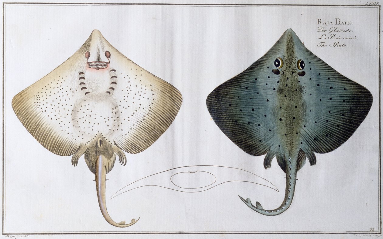 سكيت: حانة. بواسطة Black ، c.1790 (طباعة) بواسطة أندرو لودفيج كروجر