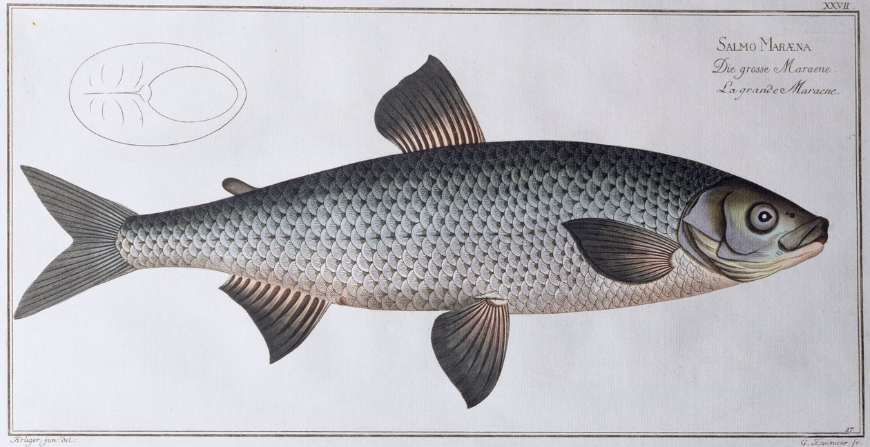 سمك السلمون: حانة. بواسطة Black ، c.1790 (طباعة) بواسطة أندرو لودفيج كروجر