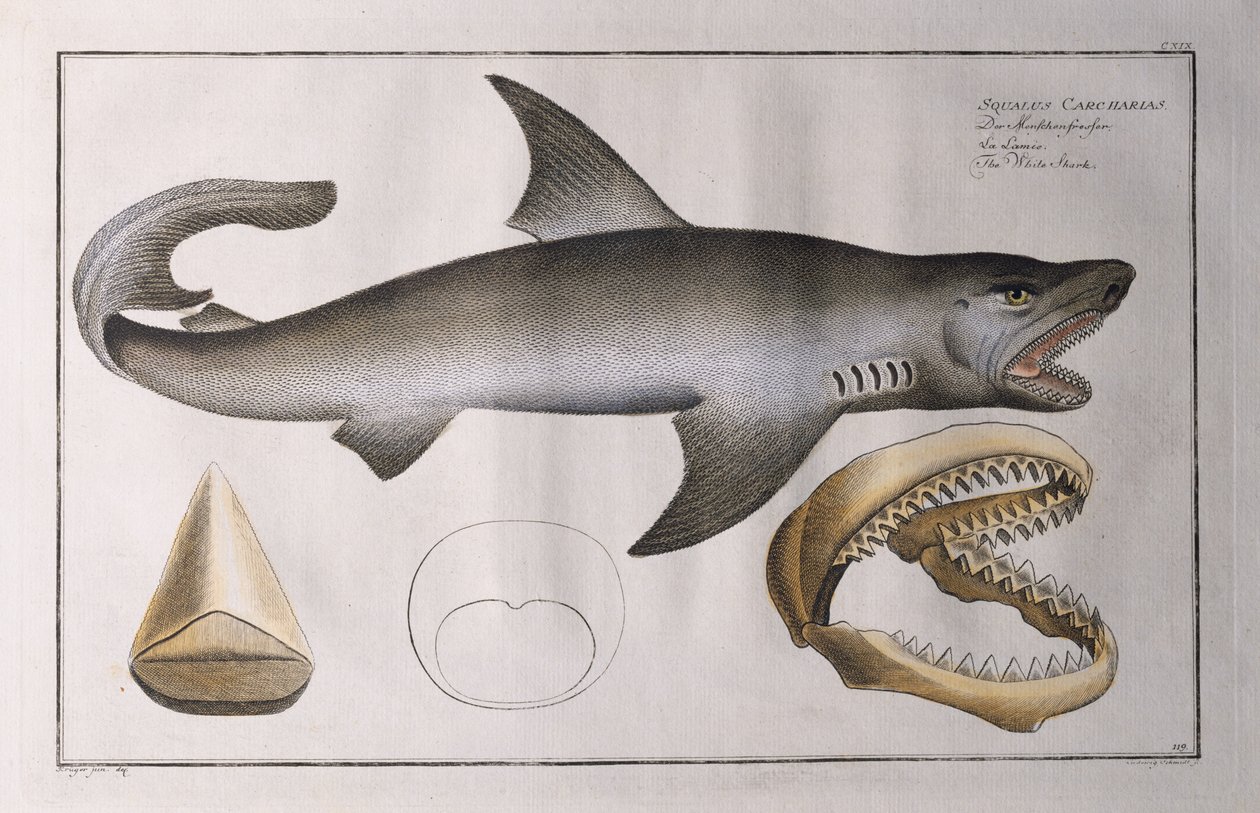 القرش الأبيض: حانة. بواسطة Black ، c.1790 بواسطة أندرو لودفيج كروجر